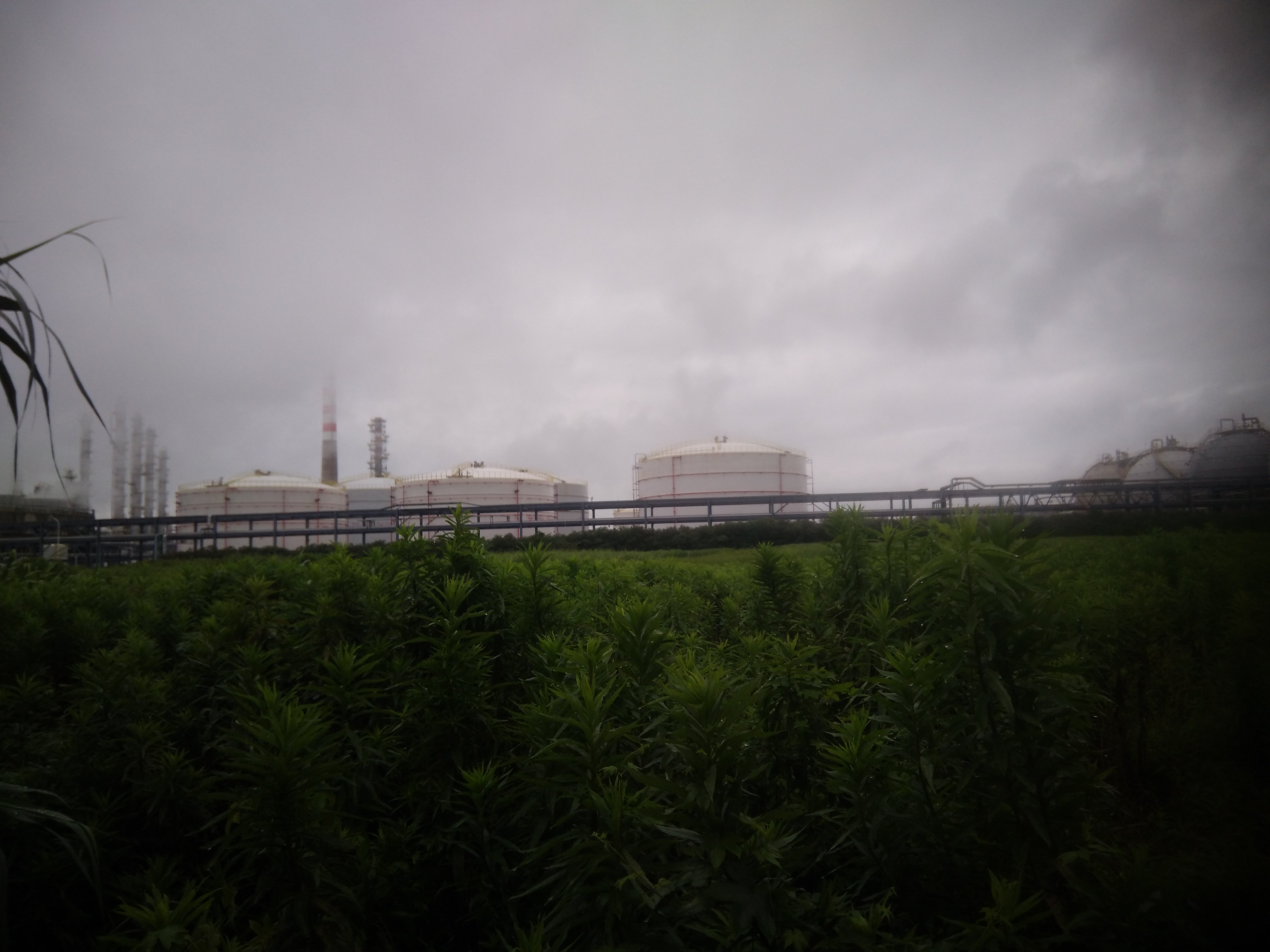 1728624974332.jpg 北面罐區(qū).jpg